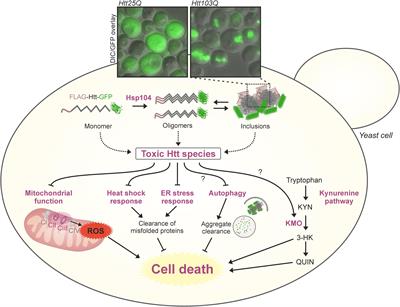 Studying Huntington’s Disease in Yeast: From Mechanisms to Pharmacological Approaches